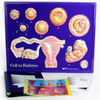 Cell to Embryo Model Activity Set -- AM2666 - Image