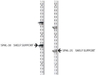 HEAVY DUTY SHELF STANDARD - SPHL-1820 - SPHL-1820 - Sugatsune America, Inc.