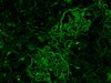 Albumin, FITC - 760-2699 - Ventana Medical Systems, Inc.