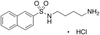 N-(4-Aminobutyl)-2-naphthalenesulfonamide Hydrochloride - A603000 - Toronto Research Chemicals, Inc.