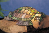 10331 Lamps-Accent Lamps - 484446 - Capital Lighting, Inc.