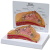 Breast Cross-Section Model -- B3450 - Image