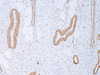 Actin, Muscle Specific - 760-2601 - Ventana Medical Systems, Inc.