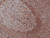 IgG (Immunoglobulin G) - 760-2653 - Ventana Medical Systems, Inc.