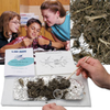 Individualized Owl Pellet Study Kit - LA37-I - Parco Scientific Company