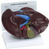 Liver and Gallbladder Model - B3300 - Parco Scientific Company