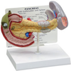 Pancreas with Gallbladder and Spleen - B3330 - Parco Scientific Company