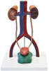Urinary System Model - B10429 - Parco Scientific Company