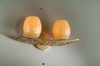 73-62 Bathroom Fixtures-Two Lights - 417103 - Capital Lighting, Inc.