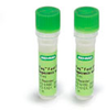 iTaq Fast SYBR Green Supermix With ROX - 172-5100 - Bio-Rad Laboratories, Inc.