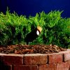 15384BKT24 Landscape Ltg.-Accent - 683594 - Capital Lighting, Inc.