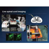 Live Animal Stabilization Sensor -- LASS