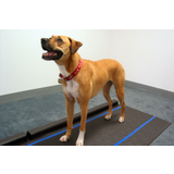 Animal Step Pressure Measurement System -- Walkway